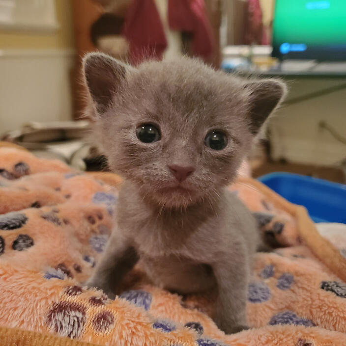 Gandalf