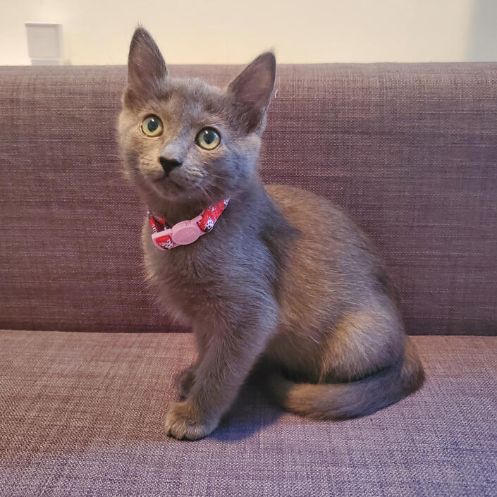 Lyia