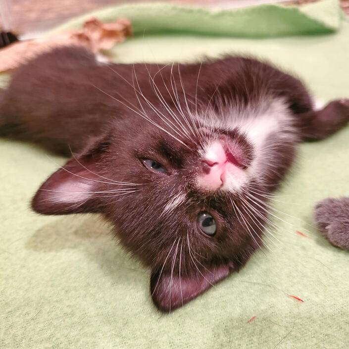 Gideon