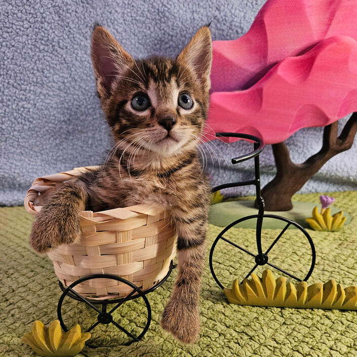 Two Bit sitting in a woven basket that sits on a bicycle shaped stand in front of a wooden tree decoration
