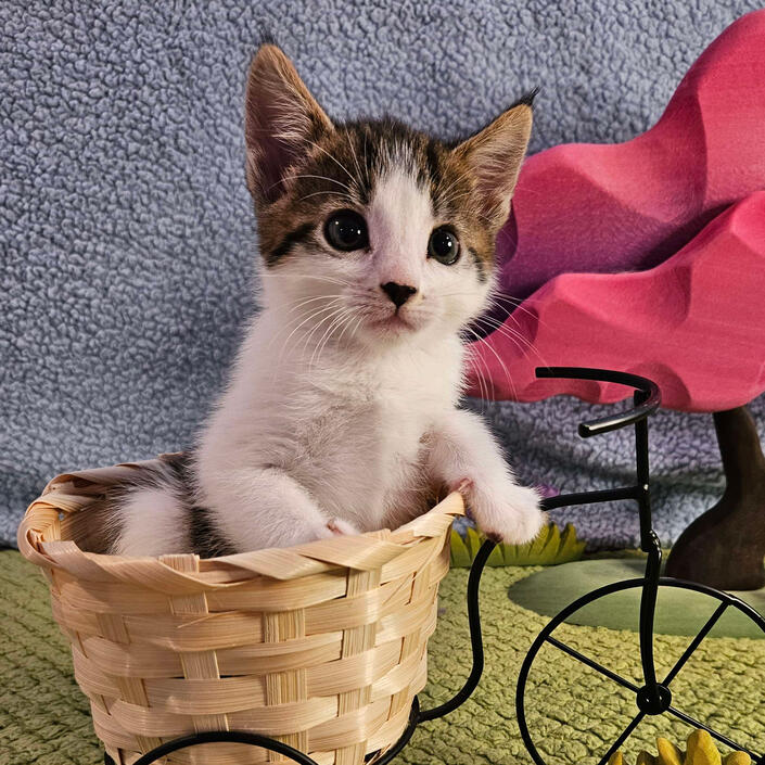 Crescent sitting in a woven basket that sits on a bicycle-shaped stand in front of a wooden tree decoration