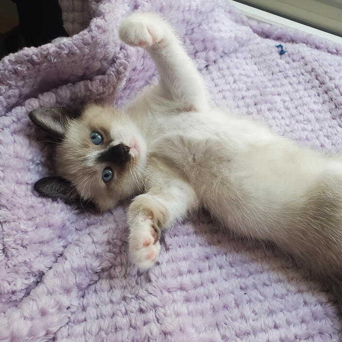 Juniper