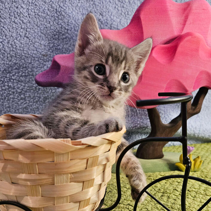 Wane sitting in a woven basket that sits on a bicycle shaped stand in front of a wooden tree decoration